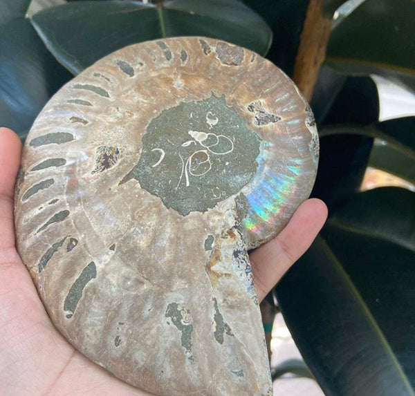 Ammonite crystal